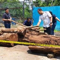 Barang bukti pembalakan liar di kawasan TNGC.